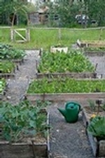 vegetables